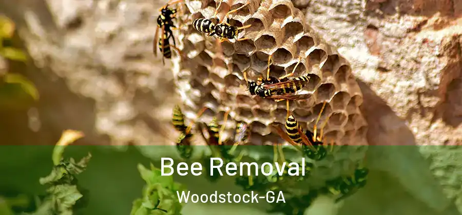 Bee Removal Woodstock-GA