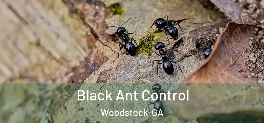 Black Ant Control Woodstock-GA