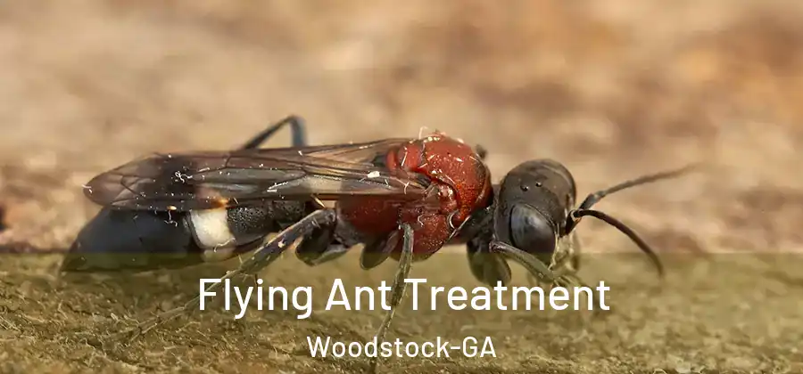 Flying Ant Treatment Woodstock-GA