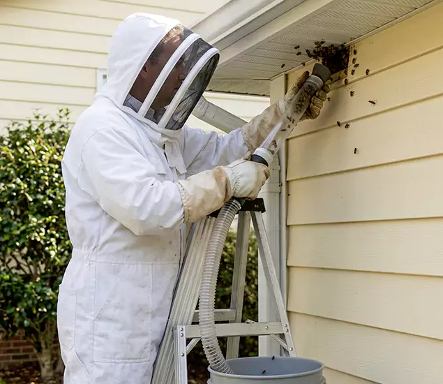 Your Affordable Bee Removal Company in Woodstock, GA
