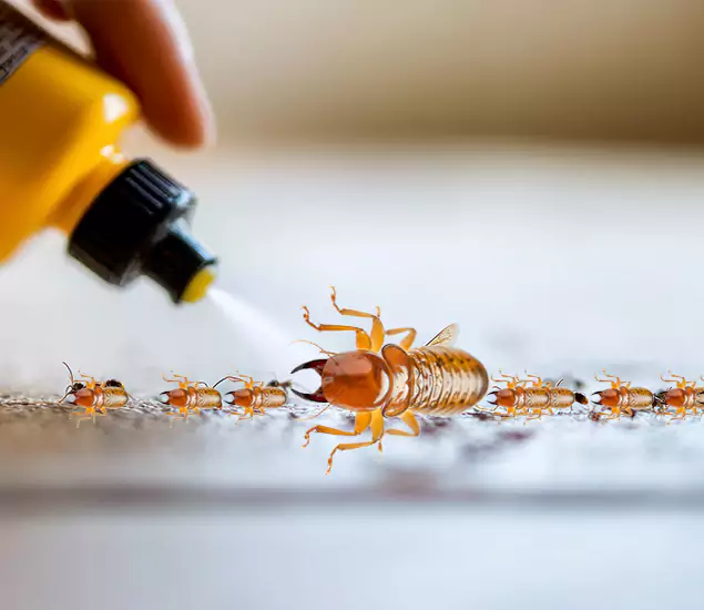 Reliable Bora Care Termite Experts in Woodstock, GA