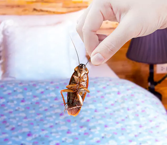 Expert Roach Control Services: Your Cockroach Pest Control in Woodstock, GA
