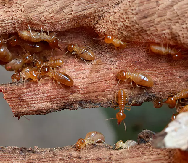 About Our Drywood Termite Treatment Experts in Woodstock, GA