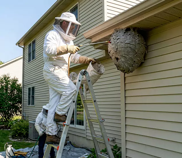 Expert Wasp Nest Removal: Your Local Wasp Nest Removal Company in Woodstock, GA