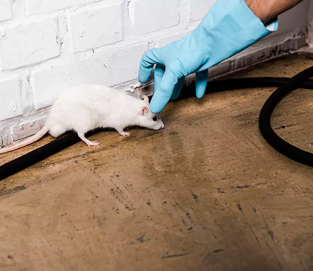 Trusted Mouse Exterminator: Your Rodent Control Company in Woodstock, GA