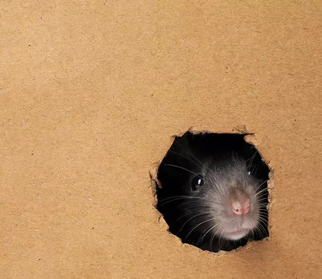 Rats in Attic Removal Experts in Woodstock, GA