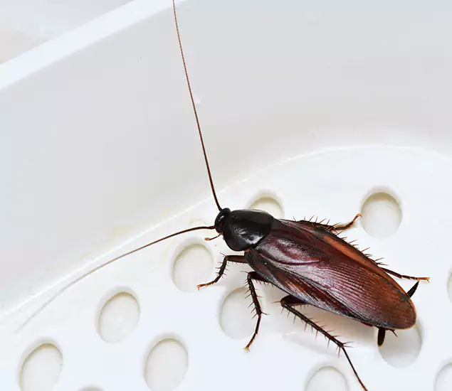 Trusted Cockroach Exterminator: Your Roach Control Services in Woodstock, GA