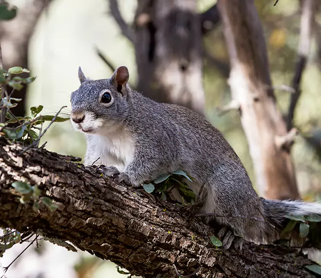 Your Trusted Squirrel Removal Company in Woodstock, GA