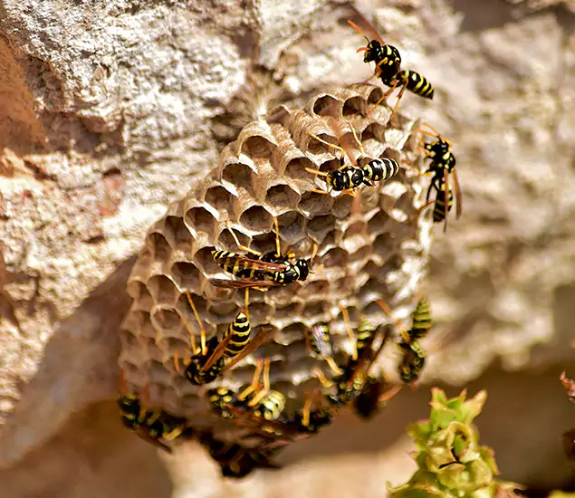 Your Best Wasp Removal Company in Woodstock, GA
