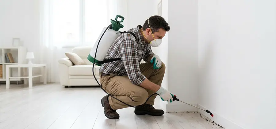 Seasonal Ant Infestation Control in Woodstock