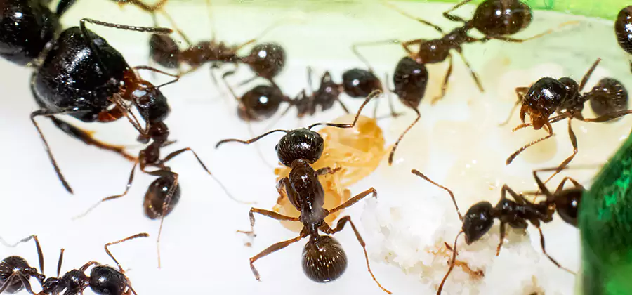 Argentine Ant Barrier Treatment in Woodstock