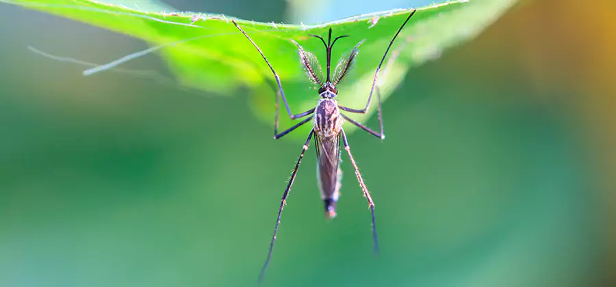 Natural Mosquito Spray for Yard in Woodstock