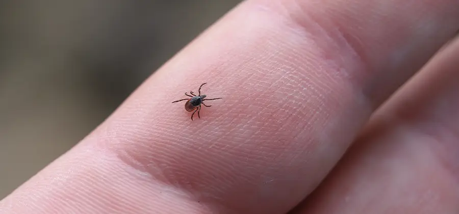 Infection Prevention for Bed Bug Bites in Woodstock