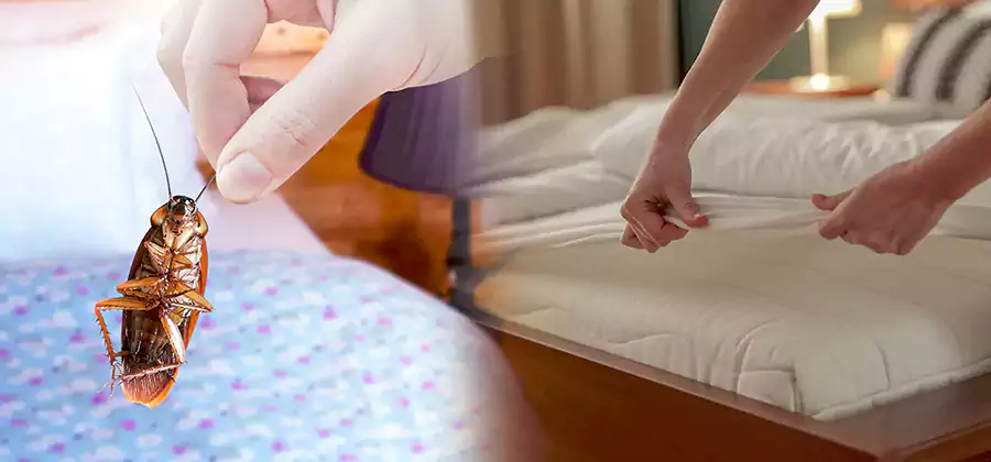 Bed Bug Home Extermination Service in Woodstock