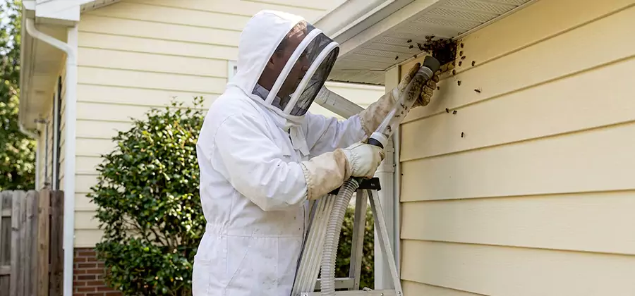 Ground Bee Removal in Woodstock
