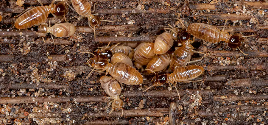 Bora Care Residential Termite Control in Woodstock