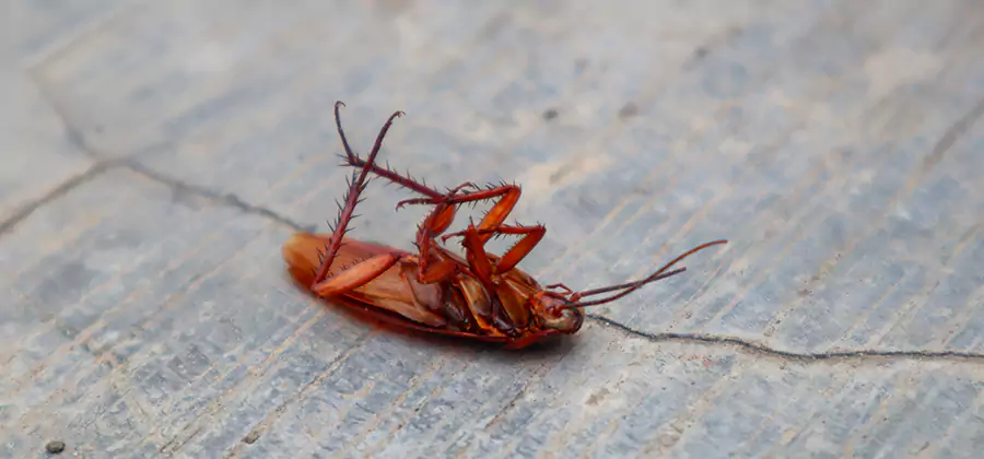 Cockroach Eradication for Commercial Properties in Woodstock