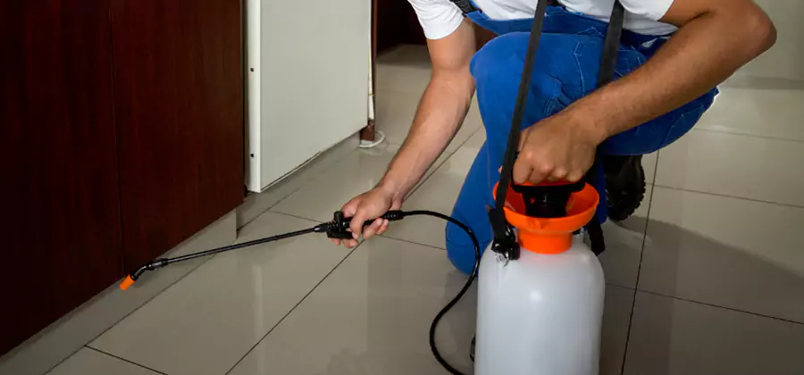 Palmetto Bug Exterminator in Woodstock