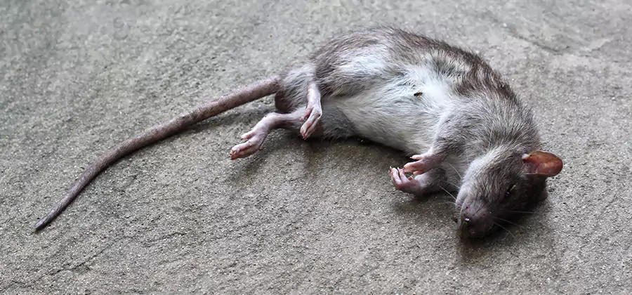 Dead Rat Disposal in Woodstock