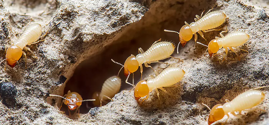 Termite Exterminator Services in Woodstock