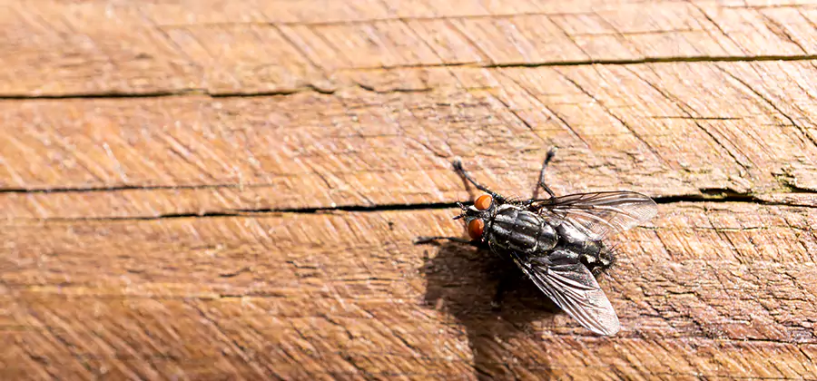 Flying Ant Barrier Treatment in Woodstock