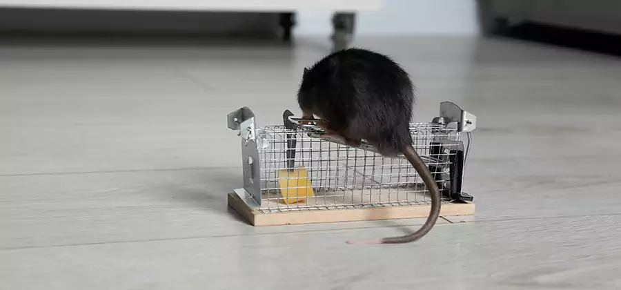 Mice in Attic Removal Woodstock