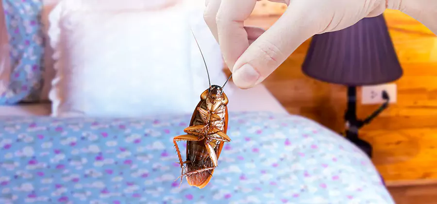 Fast Roach Elimination in Woodstock