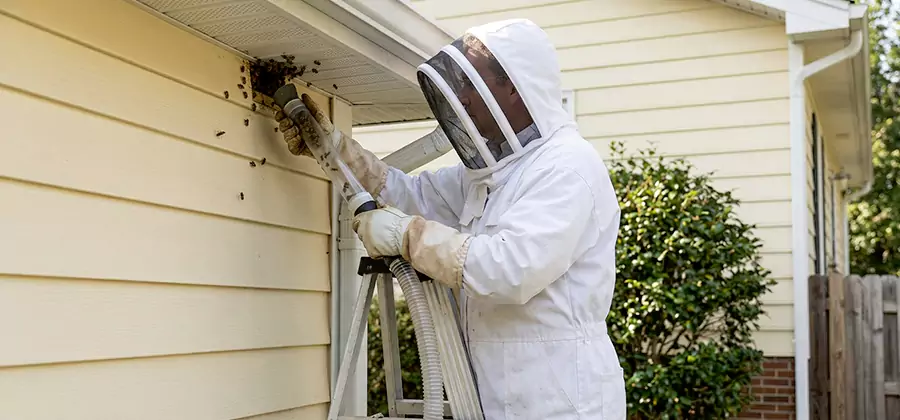 Wasp Nest in Wall Removal in Woodstock