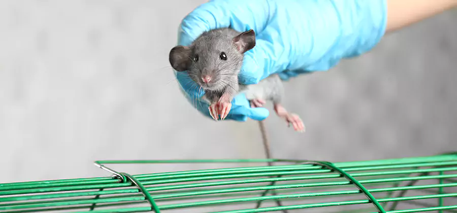 Humane Rat Trapping in Woodstock