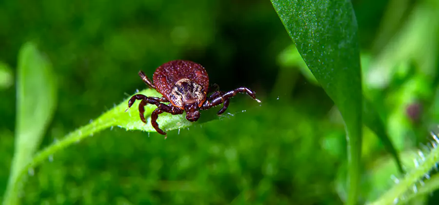 Tick Prevention for Yard in Woodstock