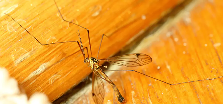 Exterior Mosquito Control in Woodstock