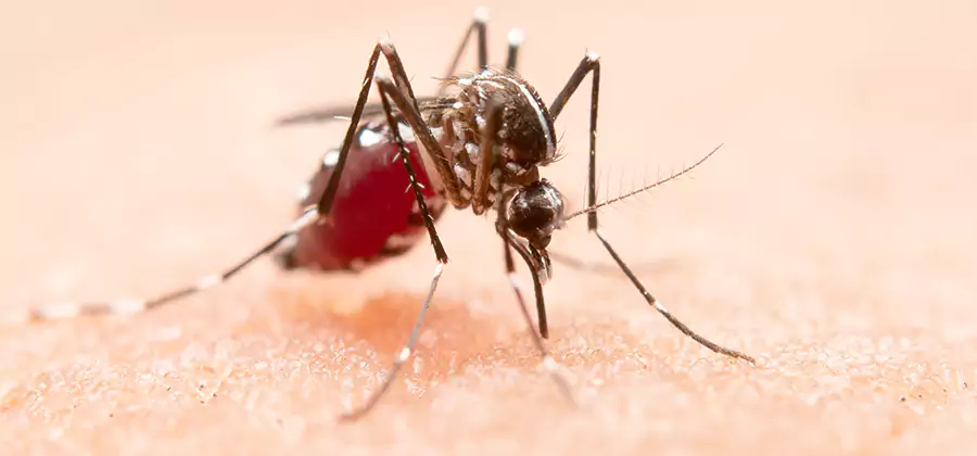 Pond Mosquito Control and Water Treatment in Woodstock