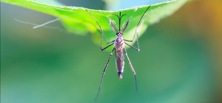 Home Defense Insect Killer in Woodstock