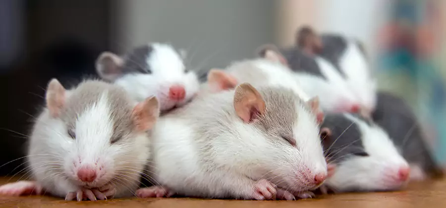 Woodstock Pet Safe Mice Control