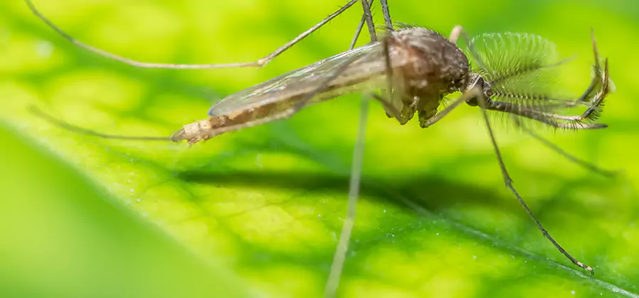Herbal Mosquito Repellent Treatment in Woodstock