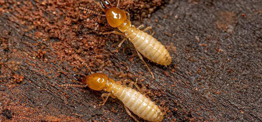 Natural Ant Hill Killer Treatment in Woodstock