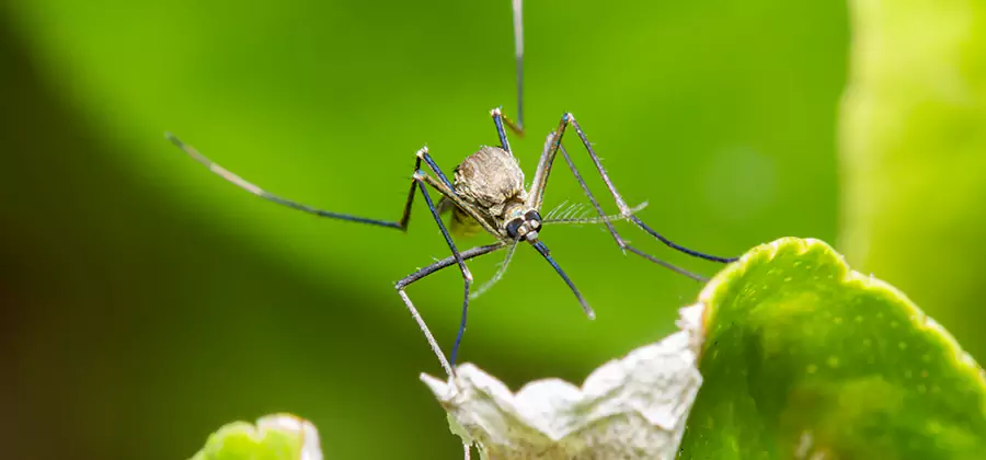 Natural Outdoor Mosquito Repellent in Woodstock