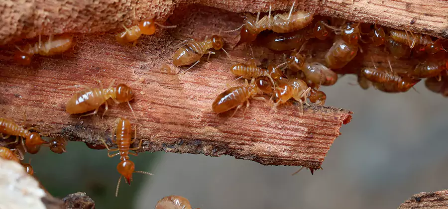 Termite Pest Management in Woodstock