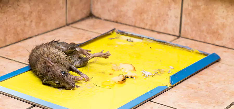 Rat Trapping Service In Woodstock