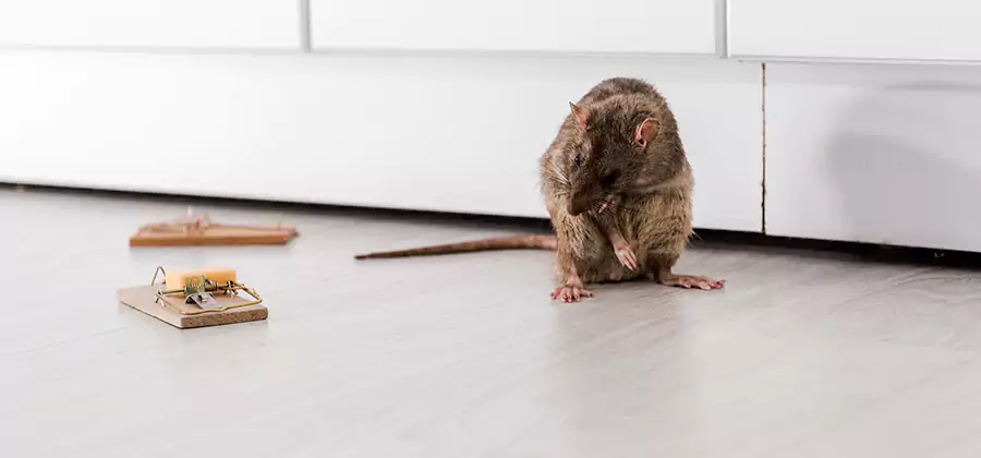 Rat Baiting Removal Service in Woodstock