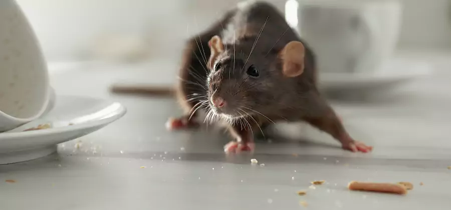 Attic Rat Exclusion Service in Woodstock