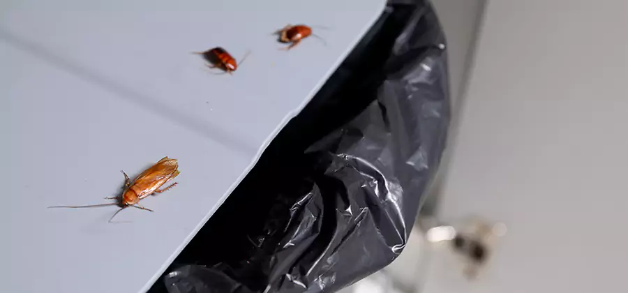 German Roach Pest Control in Woodstock