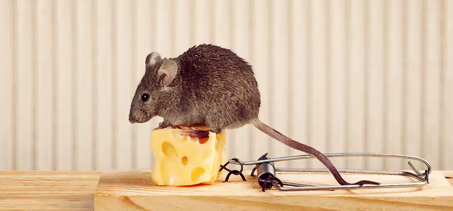 Commercial Rodent Exclusion Services in Woodstock