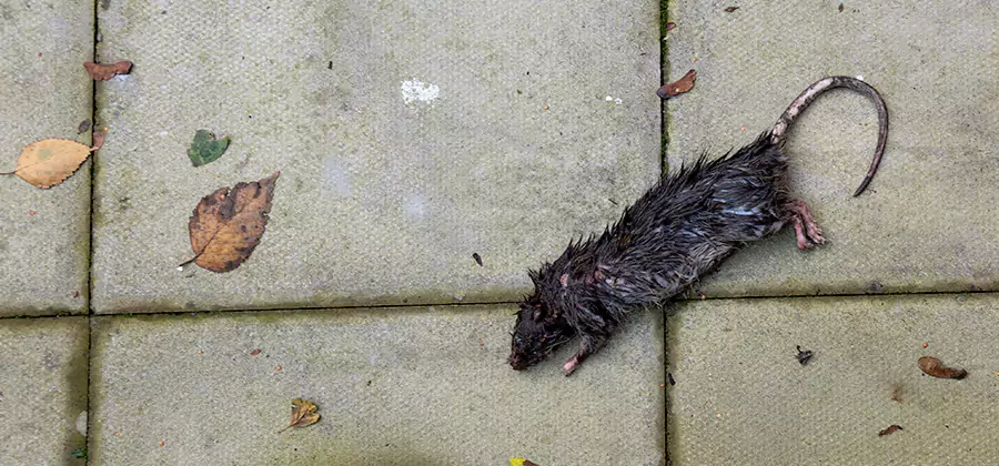 Rodent inspection service in Woodstock