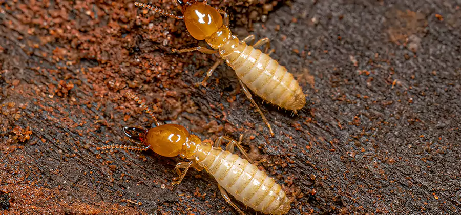 Sentricon Residential Termite Control in Woodstock
