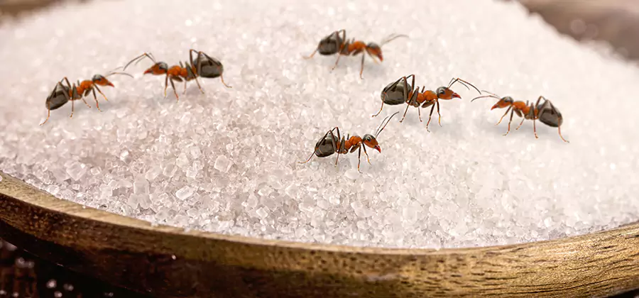 Indoor Sugar Ant Treatment in Woodstock