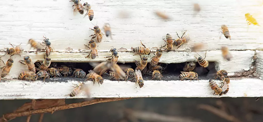 Residential Termite Fumigation in Woodstock