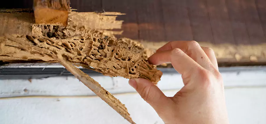 Pre-Purchase Termite Inspection in Woodstock