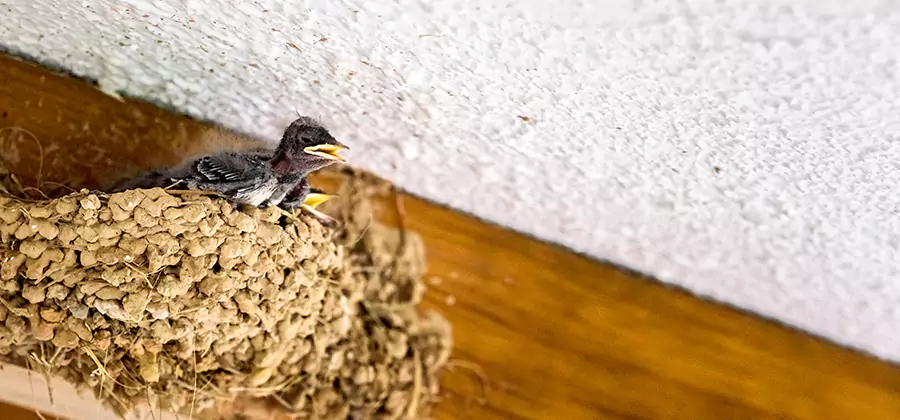 Bird Removal From House in Woodstock