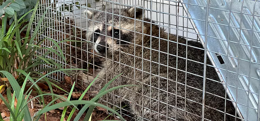 Wildlife Relocation Services in Woodstock